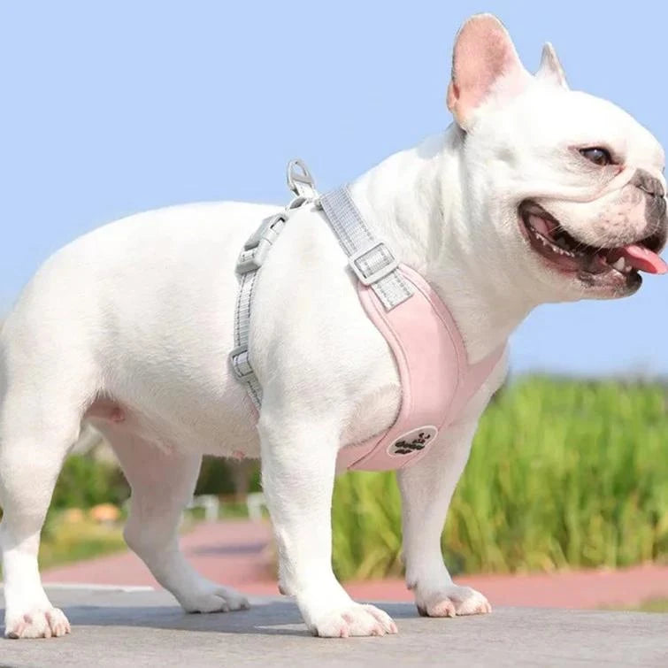 Kit Coleira Peitoral & Guia Pet Lizz