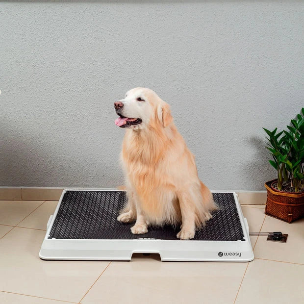 Weasy Cão | Banheiro inteligente para cachorro