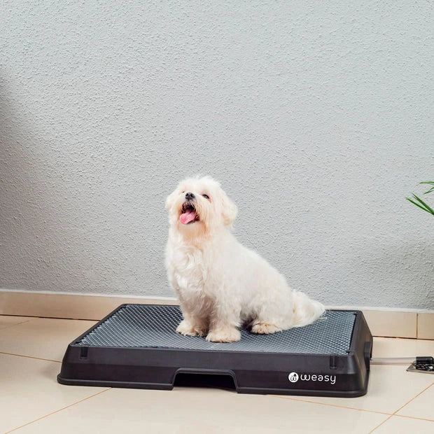 Weasy Cão | Banheiro inteligente para cachorro