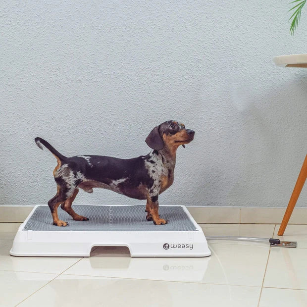 Weasy Cão | Banheiro inteligente para cachorro