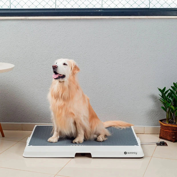 Weasy Cão | Banheiro inteligente para cachorro